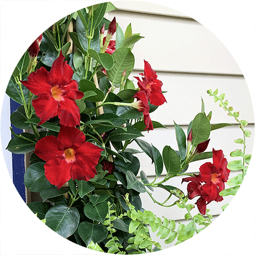 A red Mandevilla plant.